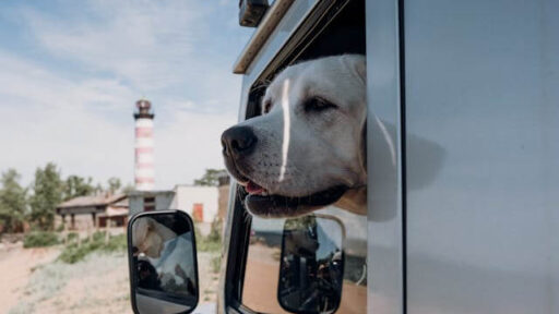 How To Embrace The Overlanding Lifestyle With Your Dog Safely On Board