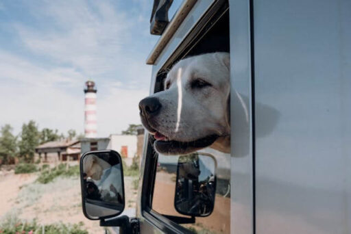 How To Embrace The Overlanding Lifestyle With Your Dog Safely On Board